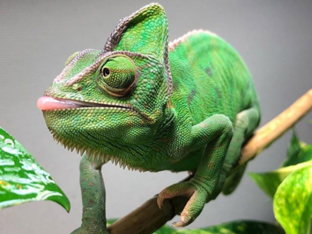 Instapets with More Likes than You: Lizard Edition - The Pop Insider
